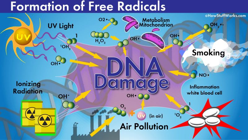Free Radical Causes Explained Diagram
